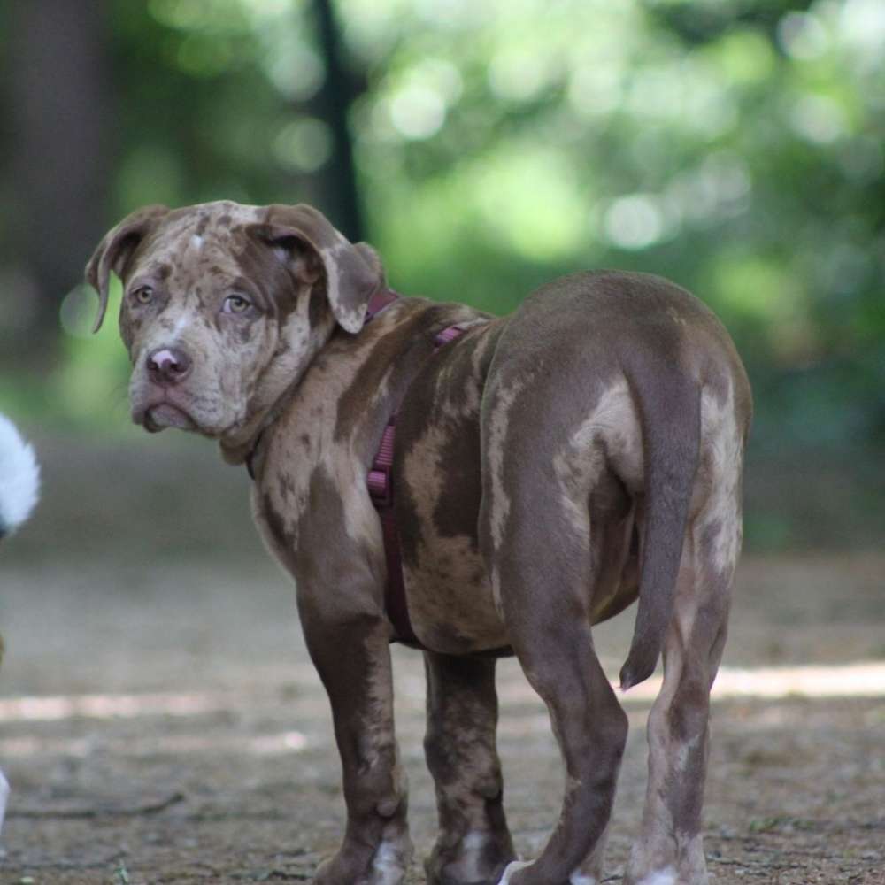 Hundetreffen-Hundefreunde/Spielkameraden-Profilbild