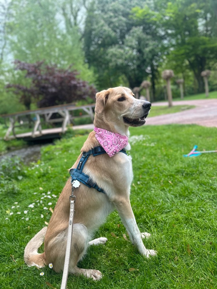 Hundetreffen-Zusammen spielen gassi USW-Profilbild