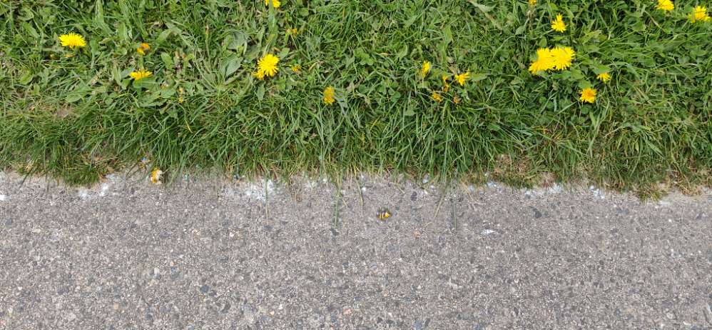 Giftköder-Blaukorn !!! Duhnen bis zur Kugelbake-Profilbild