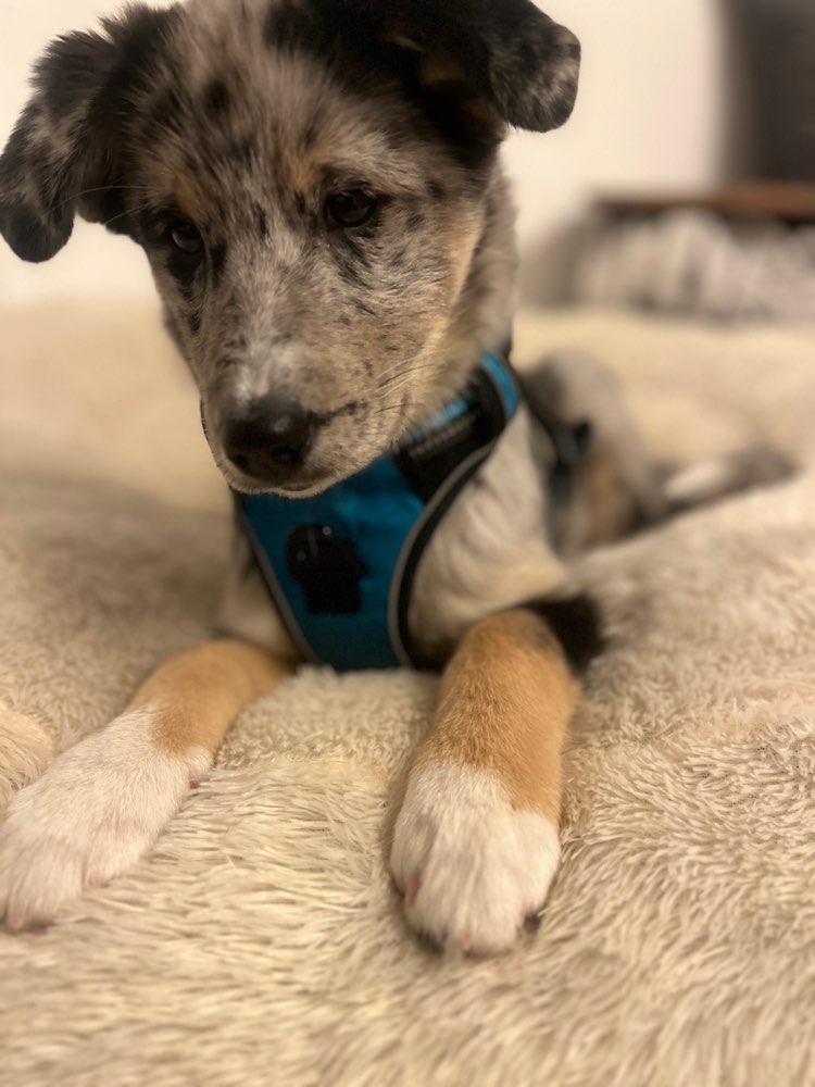 Hundetreffen-Runde Teuterhof-Profilbild