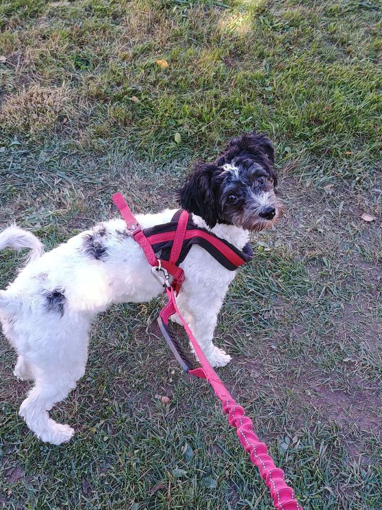 Hundetreffen-Treffen-Profilbild