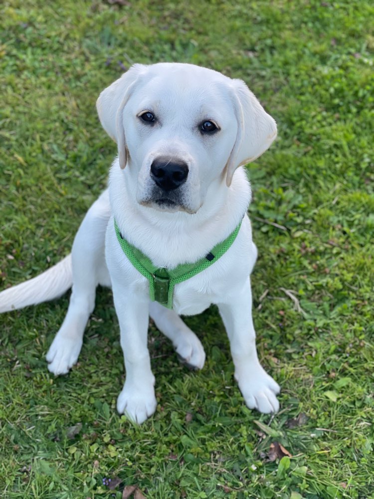 Hundetreffen-Spiel- und Spaziergefährten gesucht-Profilbild