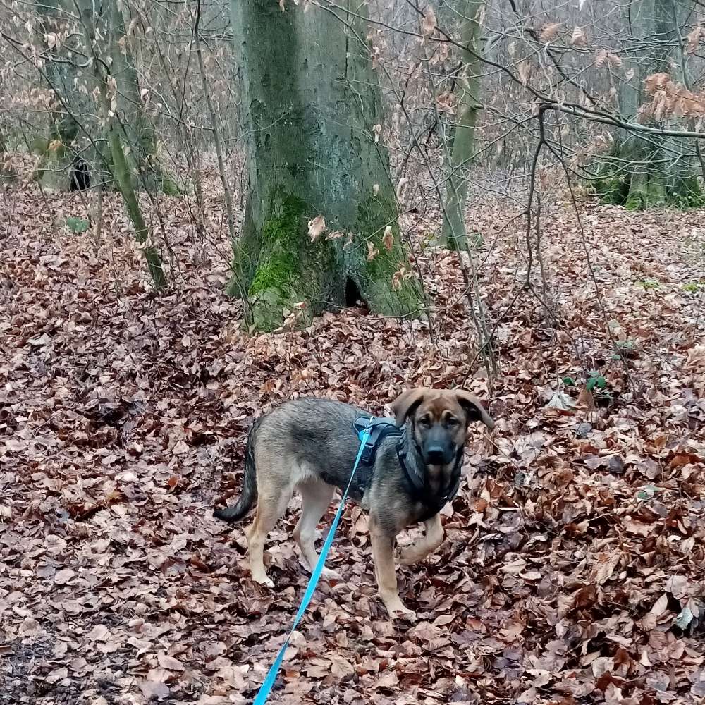 Hundetreffen-Sozialisierung und Kontakte-Profilbild