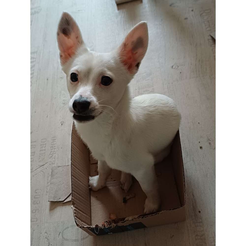 Hundetreffen-Spiel-Profilbild