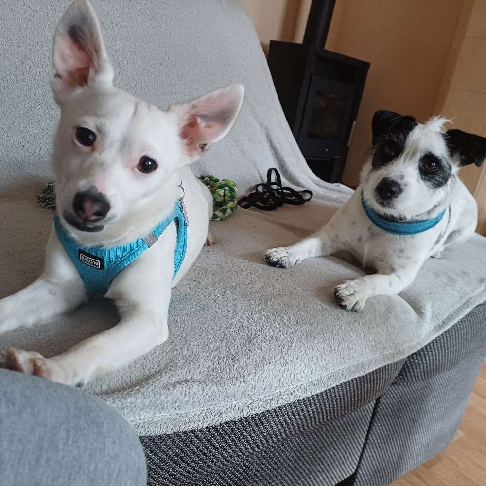Hundetreffen-Hunde Treffen  Spiel und s-Profilbild