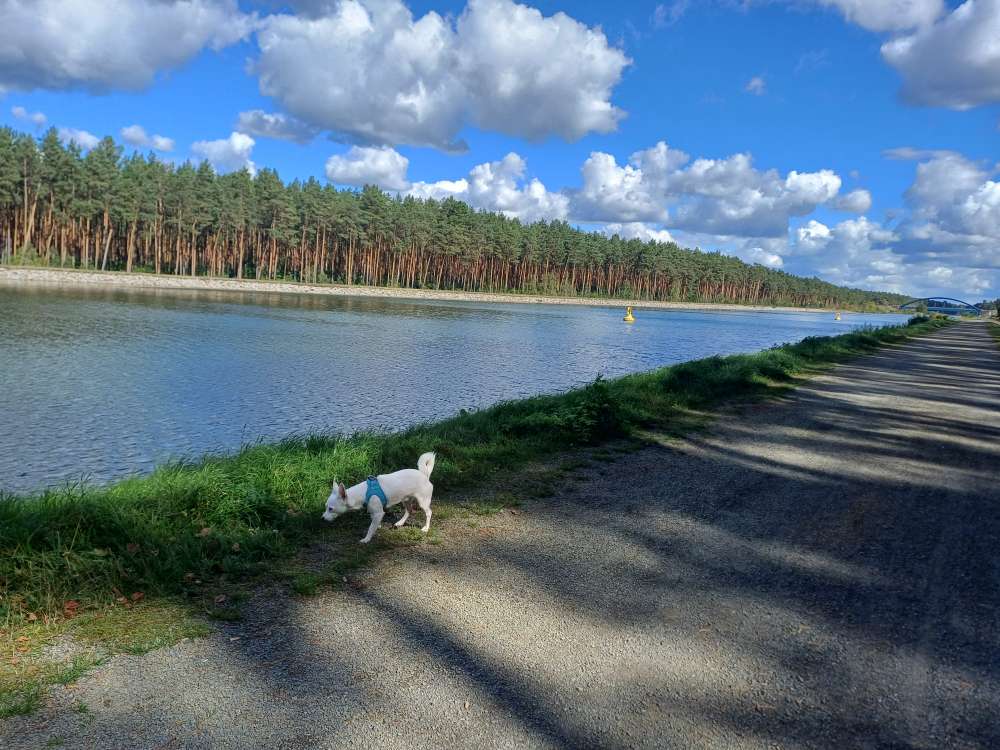 Hundetreffen-Spielen-Profilbild