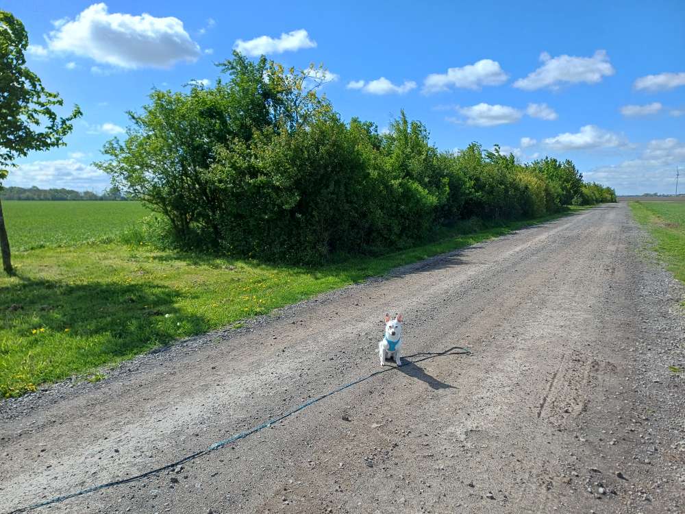 Hundetreffen-Spiel und Spaziergang-Profilbild