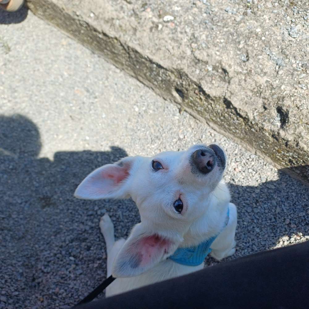 Hundetreffen-Spiel und Spaziergang-Profilbild