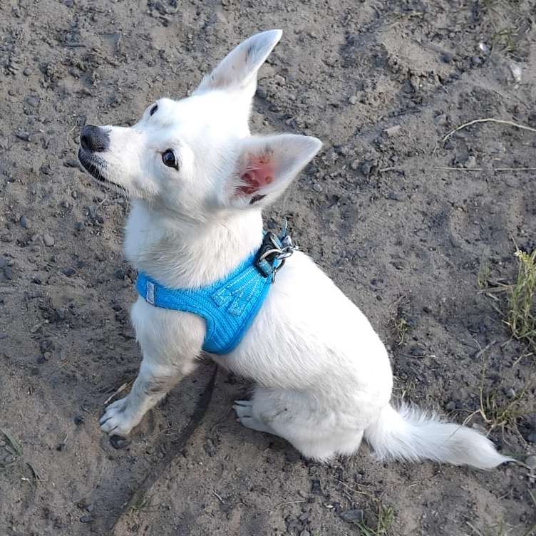 Hundetreffen-Spiel und Spaziergang-Profilbild