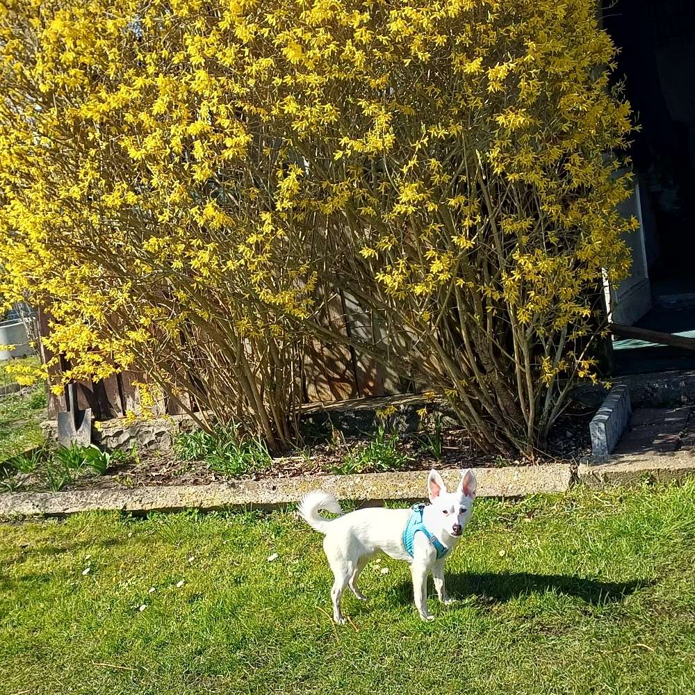Hundetreffen-soziales kennenlernen Spaziergang und spielen-Profilbild