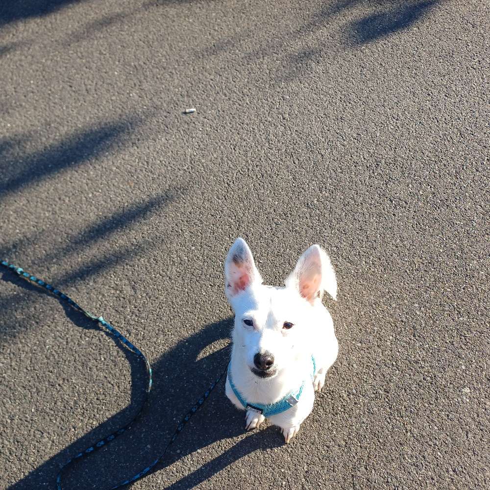 Hundetreffen-Spiel und Spaziergang-Profilbild