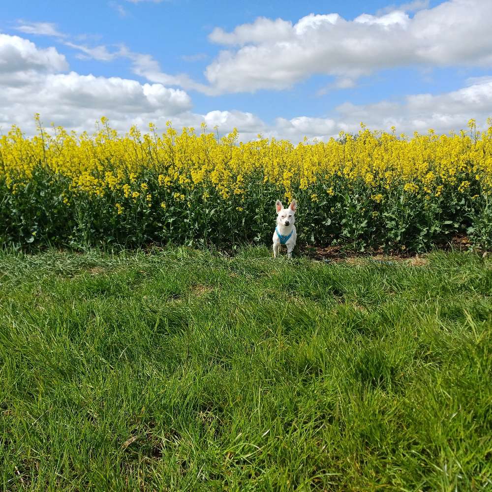 Hundetreffen-Spiel und spaß-Profilbild