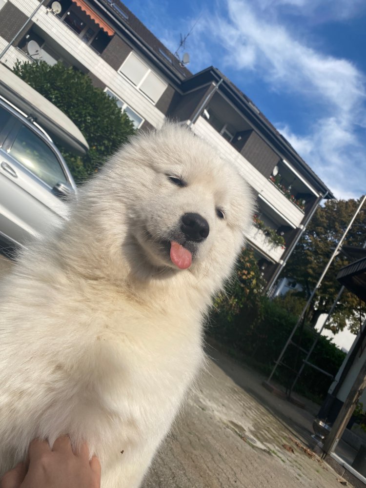 Hundetreffen-Spielen und Spazieren-Profilbild