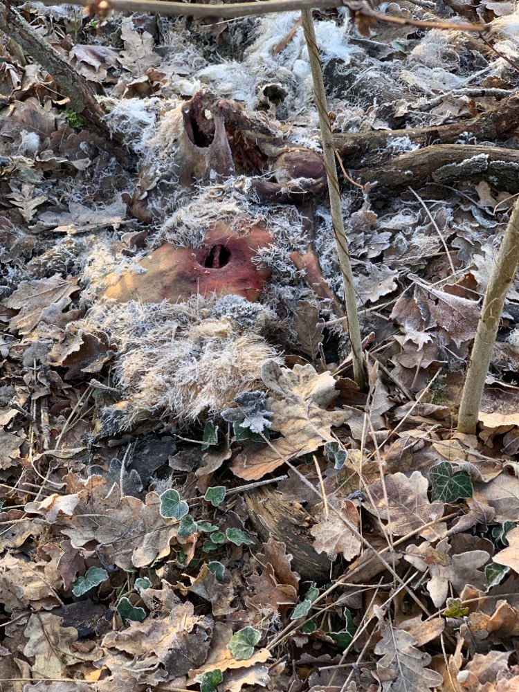 Giftköder-Toter Fuchs, verwehst-Profilbild