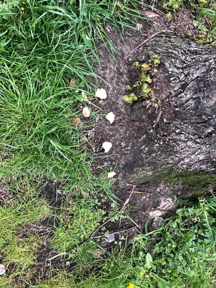 Giftköder-⚠️ Giftköder ⚠️-Profilbild