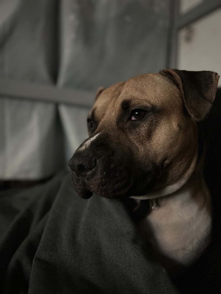 Hundetreffen-Pitbull Treffen-Profilbild