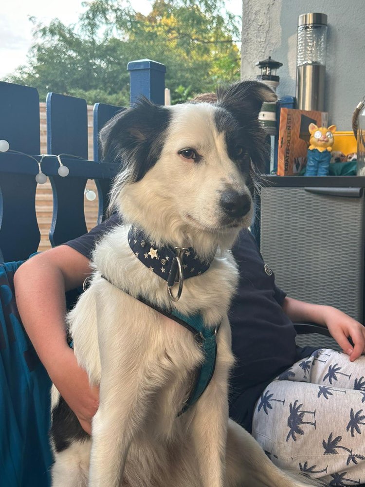 Hundetreffen-Hundebegnung zum Üben-Profilbild