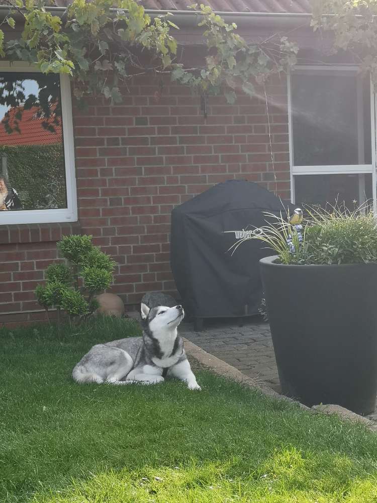 Hundetreffen-Spazierpartner gesucht-Profilbild