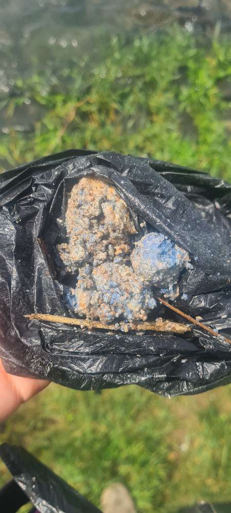 Giftköder-Köder mit blauen Stellen-Profilbild