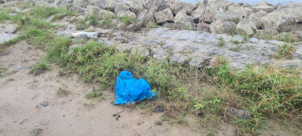 Giftköder-Tote Katze-Profilbild