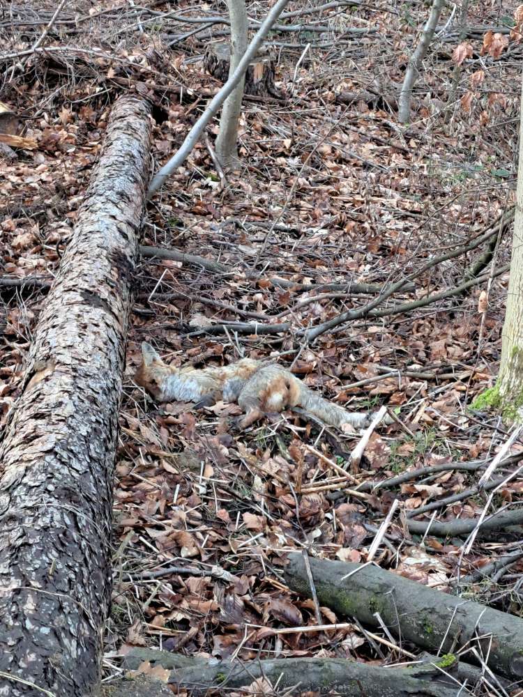 Giftköder-Toter Fuchs-Profilbild