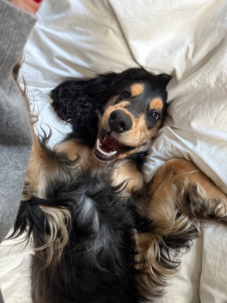 Hundetreffen-Playdate, gemeinsames Spazieren-Profilbild