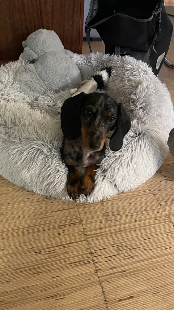 Hundetreffen-Gesucht: Hundesitter/vormittags zum Gassi gehen-Profilbild