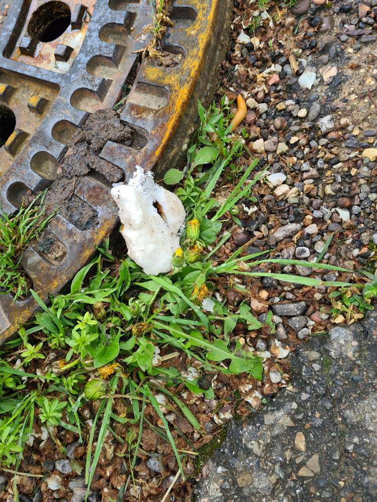 Giftköder-Verdächtiger Gegenstand-Profilbild