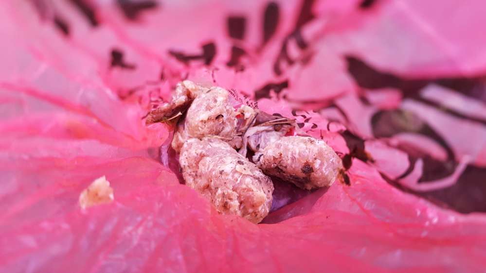 Giftköder-Ausgelegte Hackbällchen-Profilbild