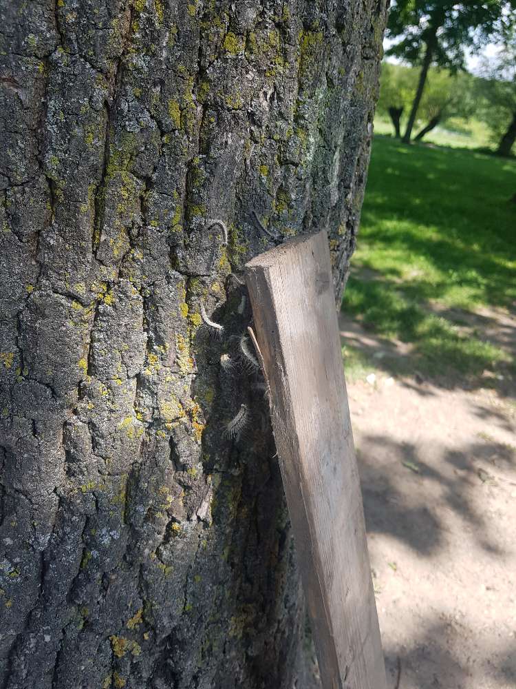 Giftköder-Eichenprozessionsspinner-Profilbild