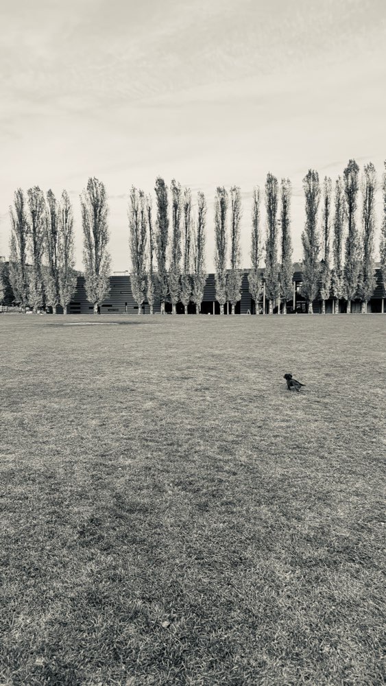 Hundetreffen-Welpentreffen Mauerpark/Wasserturm-Profilbild
