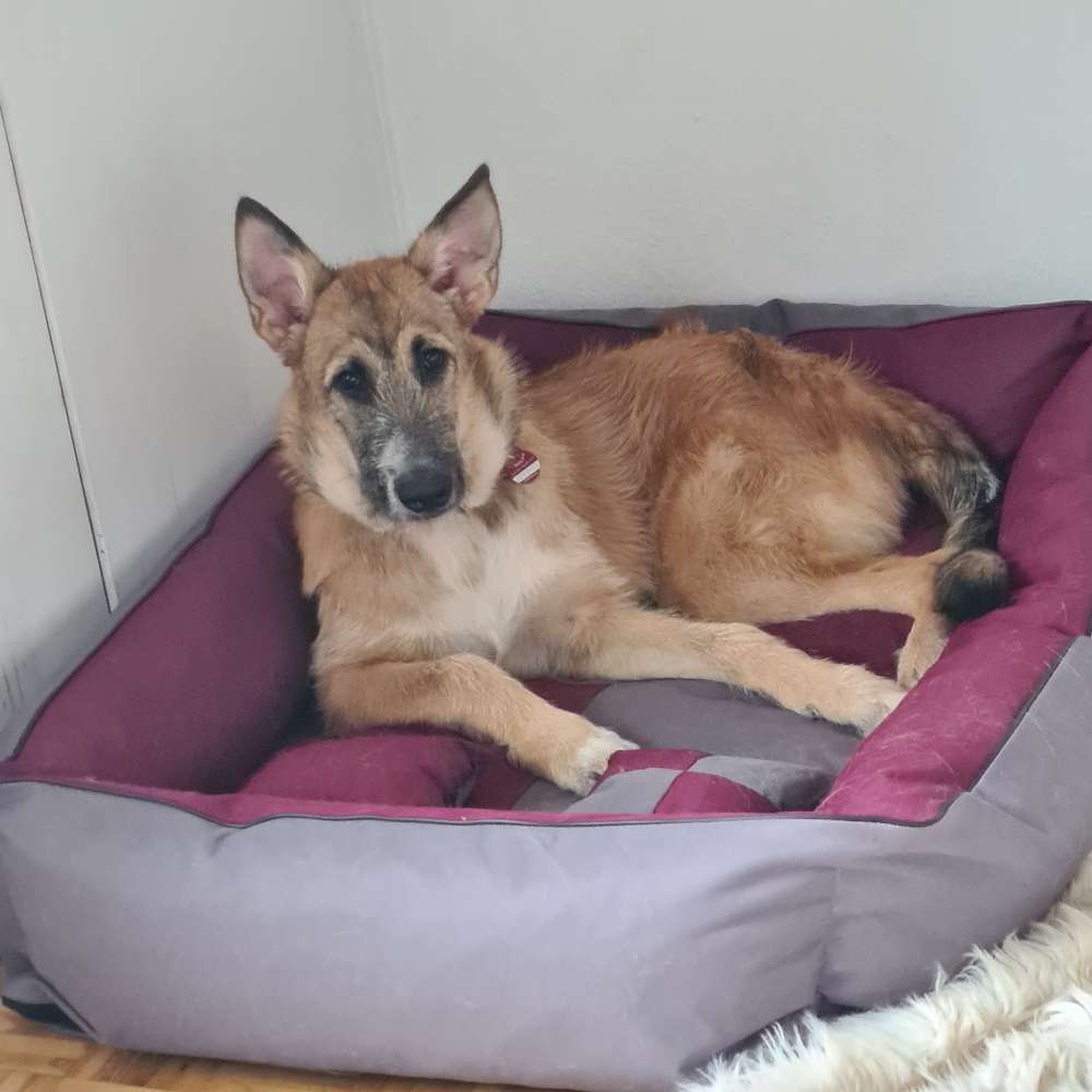 Hundetreffen-Welpentreff-Profilbild