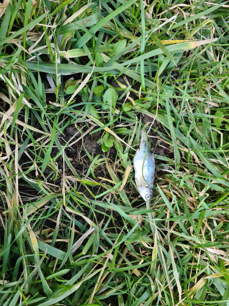 Giftköder-Vermutliche giftköder-Profilbild