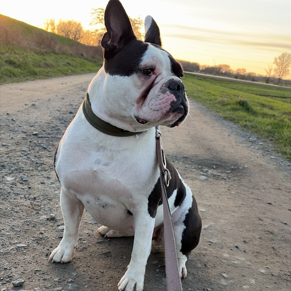 Hundetreffen-Gassi-Freund gesucht :-)-Profilbild