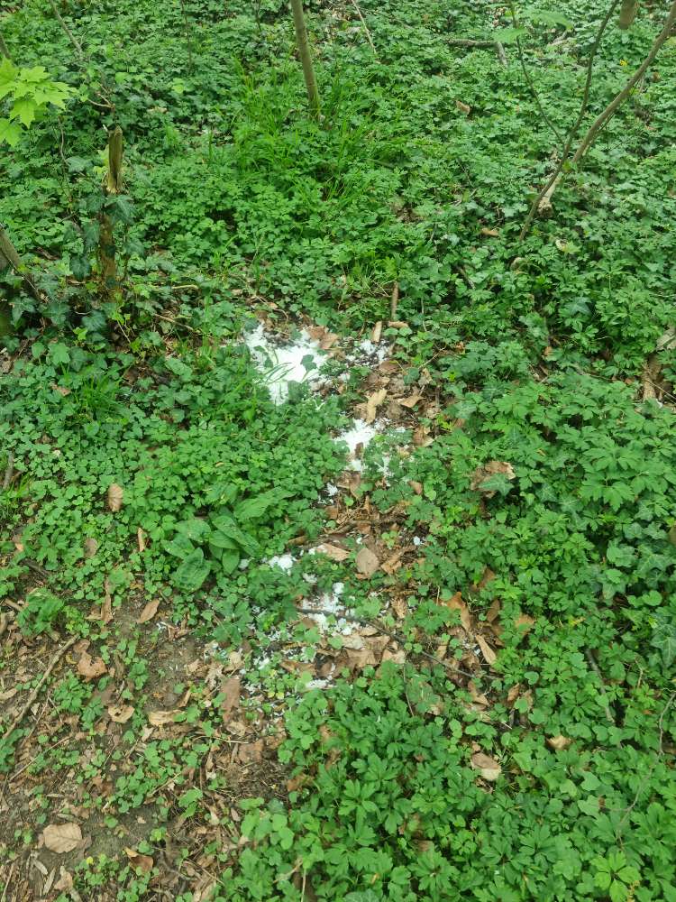 Giftköder-Ausgelegter Reis im Ahlemer Wald-Profilbild