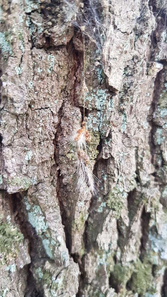Giftköder-Eichenprozessionsspinner am Teufelsberg-Profilbild