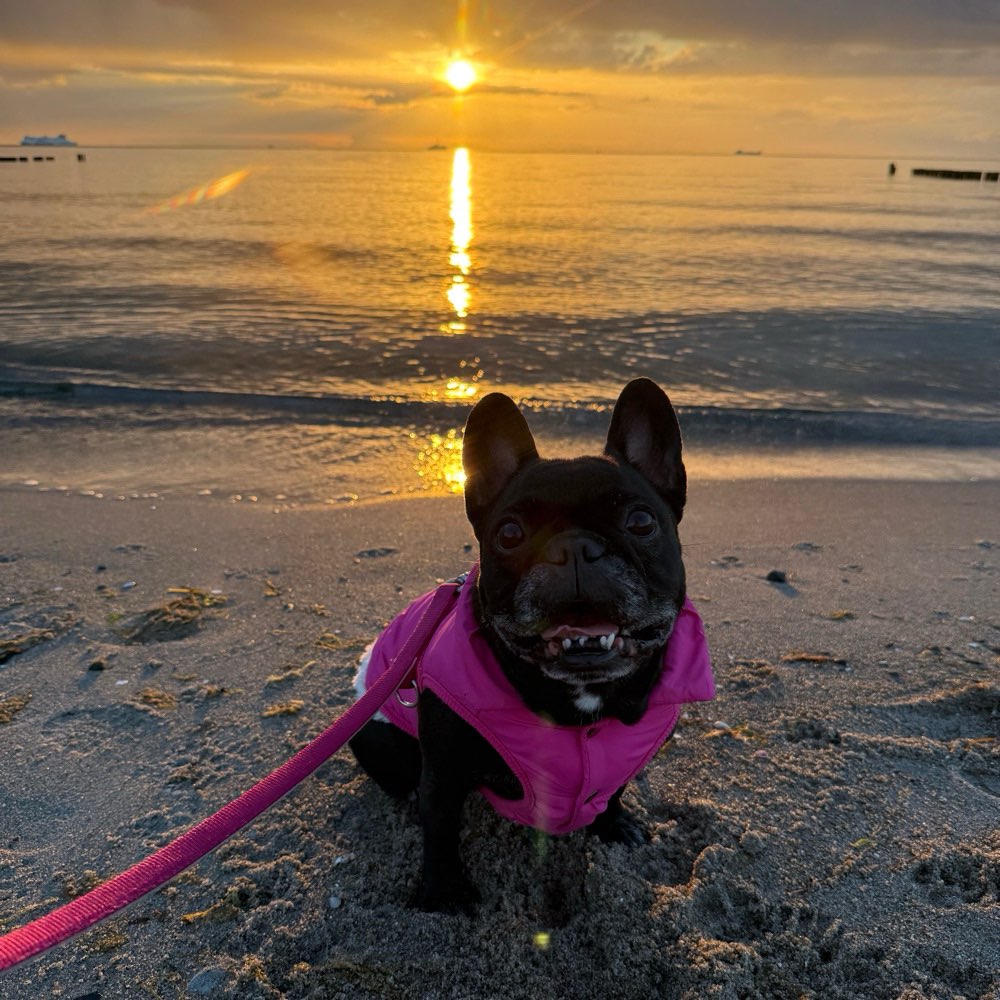 Hundetreffen-Gassi und Spielfreunde-Profilbild