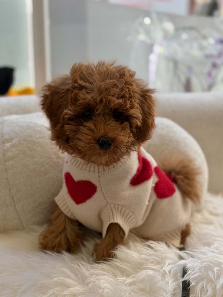 Hundetreffen-Spielbuddies gesucht, für unseren Chino-Profilbild