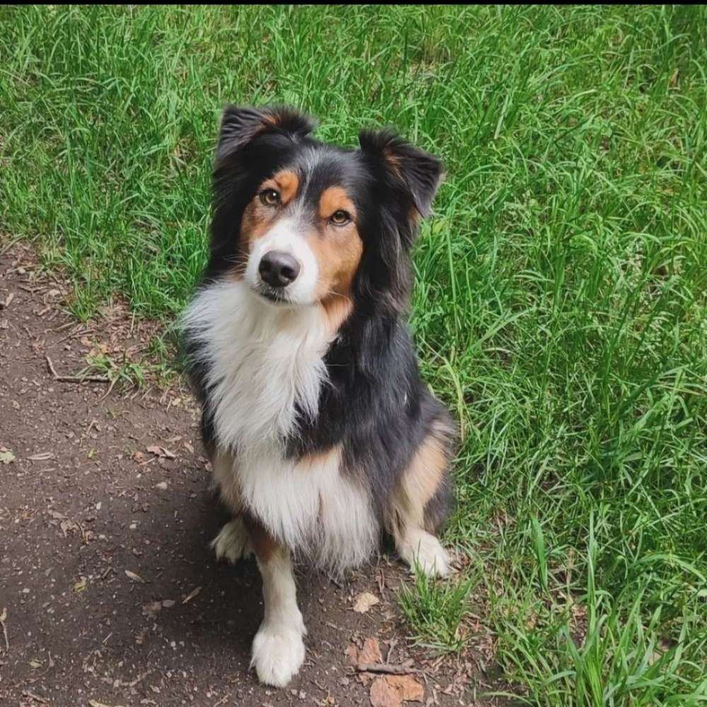 Hundetreffen-Alter Kanal - Spaziergang-Profilbild