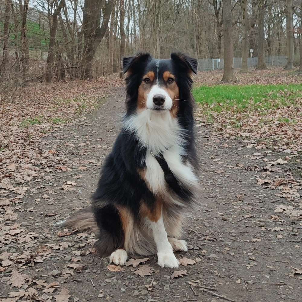 Hundetreffen-Hundewiese Vorwerk-Profilbild