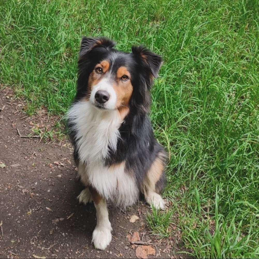 Hundetreffen-Spaziergang Hustedt-Profilbild