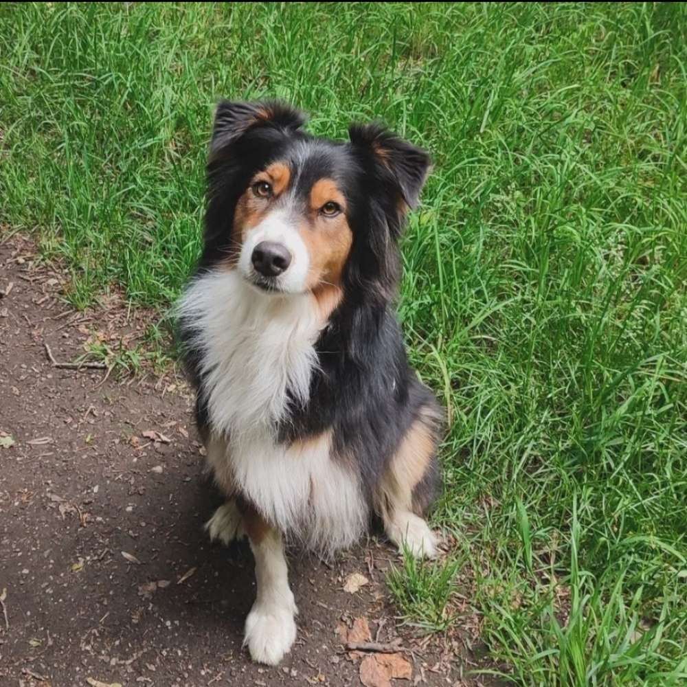 Hundetreffen-Hustedt - Wald-Profilbild