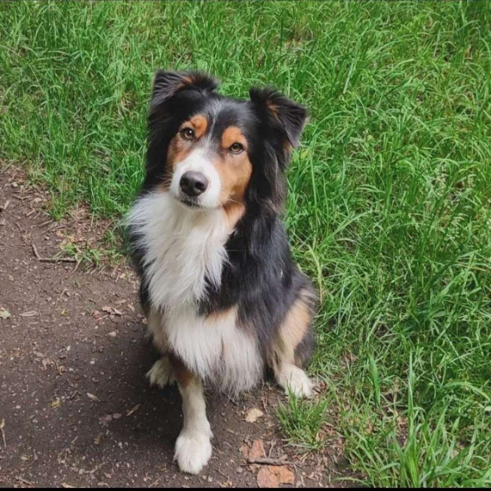 Hundetreffen-Hundewiese Vorwerk-Profilbild