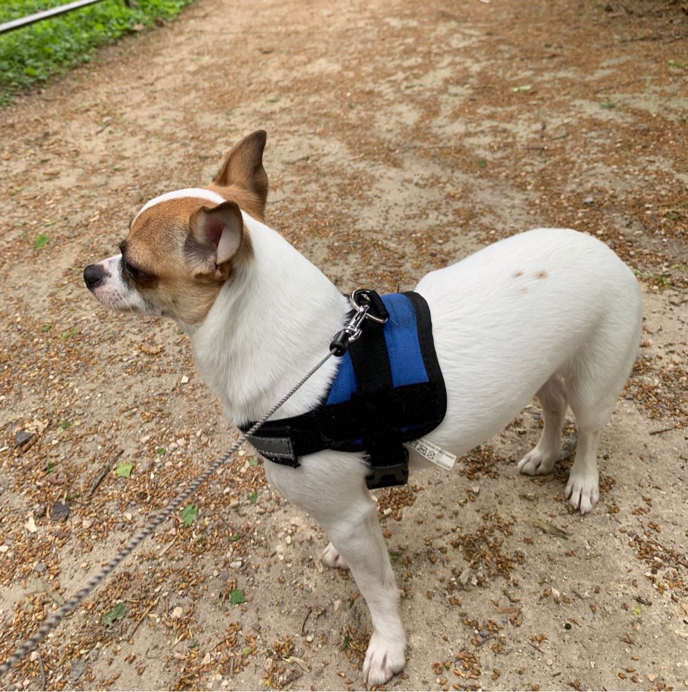 Hundetreffen-Chihuahua treffen in Schlosspark Herten-Profilbild