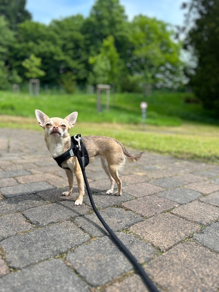 Hundetreffen-Mini-Hunde im Siepental-Profilbild