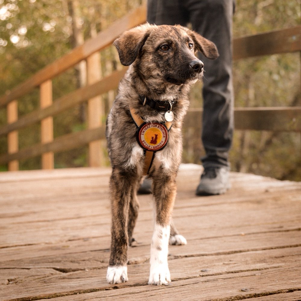 Hundetreffen-Spielpartner für Mia gesucht 🐾-Profilbild