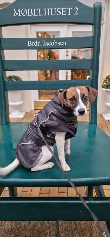 Hundetreffen-Spielen und spazieren gehen-Profilbild