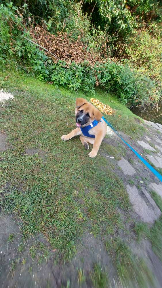 Hundetreffen-Welpentreff hiltruper See-Profilbild