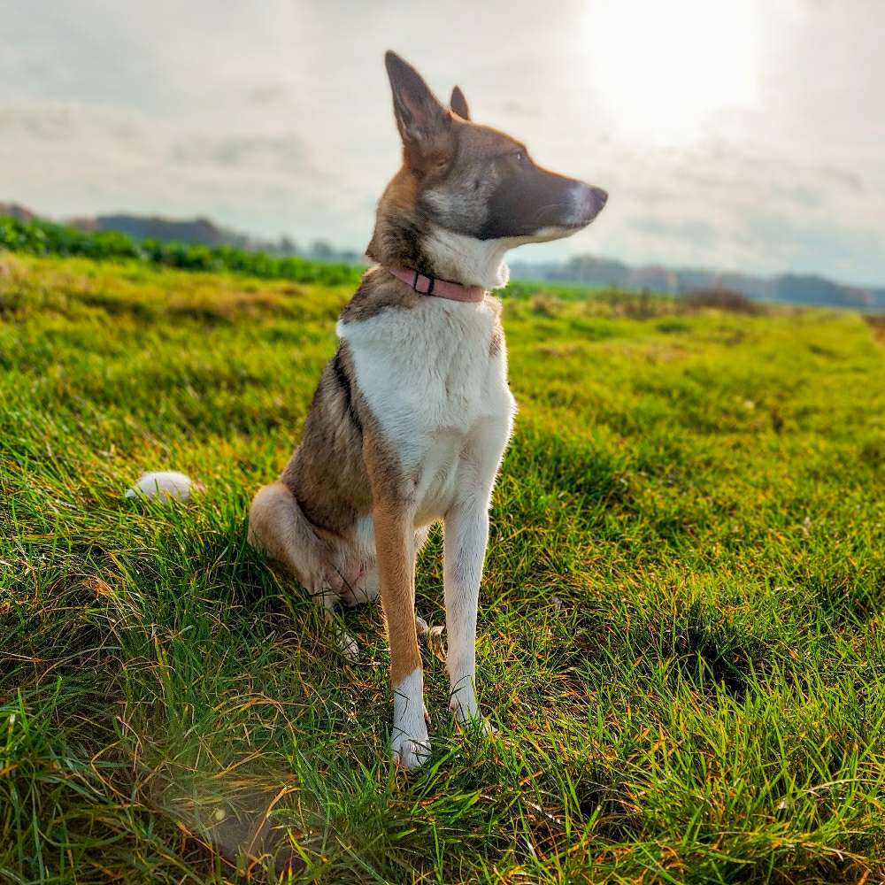 Hundetreffen-Spielen und Spazieren-Profilbild