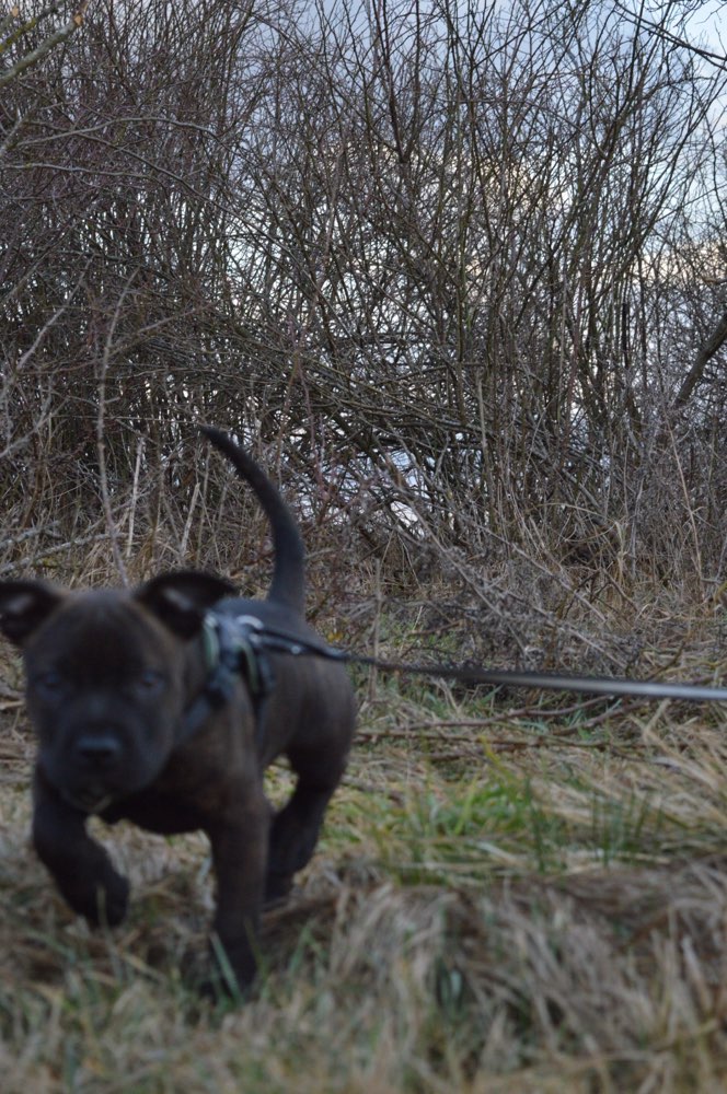 Hundetreffen-Hunde-Begegnungen-Spielrunden und Spazieren-Profilbild